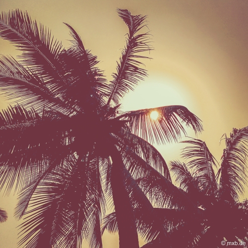 Kenia 2014 - Nachmittagssonne hinter Palmen