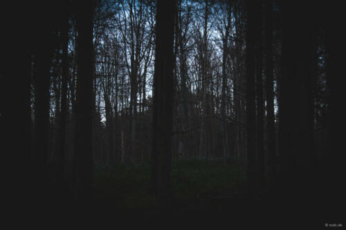 Es wird dunkel im Wald