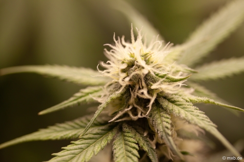 Cannabis-Pflanze - Blüte