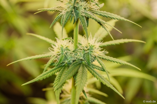 Cannabis-Pflanze - Blüten am Kopf