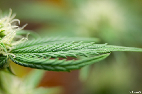Cannabis-Pflanze - Blüte und Blatt
