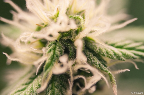 Cannabis-Pflanze - Blüte und Trichome
