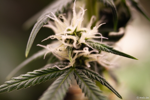 Cannabis-Pflanze - Blüte