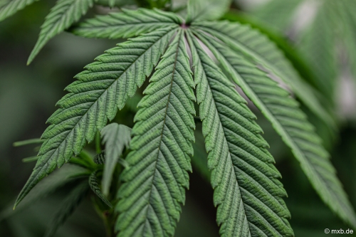 Cannabis-Pflanze - Blattstruktur