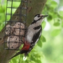 Outdoor 2024 - Vögel im Garten (Juni): Buntspecht posiert für die Kamera