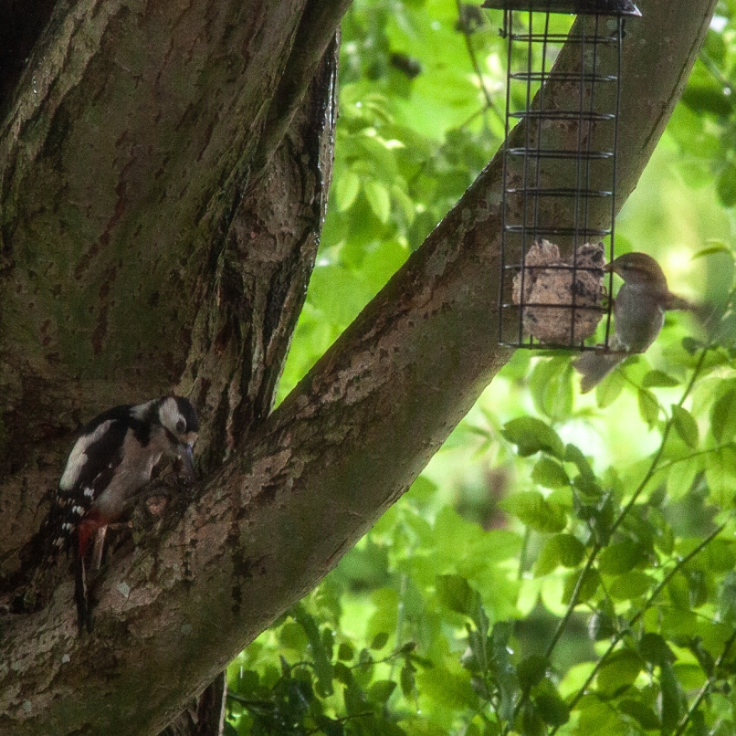 Outdoor 2024 - Vögel im Garten (Juni): Während sich der Buntspecht (hinten) dem Baum widmet, wagt sich der Spatz an das Futter