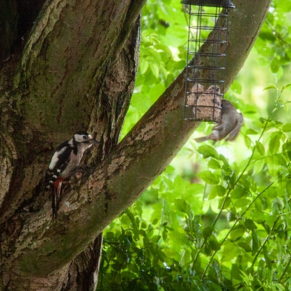 Outdoor 2024 - Vögel im Garten (Juni): Während sich der Buntspecht (hinten) dem Baum widmet, wagt sich der Spatz an das Futter - beobachtet vom Specht