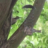 Outdoor 2024 - Vögel im Garten (Juni): Während sich der Buntspecht (hinten) dem Baum widmet, wagt sich der Spatz an das Futter - beobachtet vom Specht, zwischenzeitlich aus dem Hintergrund