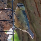 Blaumeise hat Paparazzi gesichtet