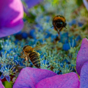 Biene und Hummel