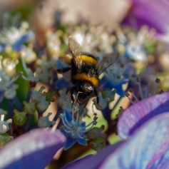 Eine Hummel auf Nahrungssuche