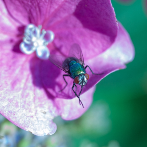 Eine Fliege plant einen Coup gegen den Paparazzi